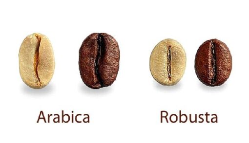 MENGENAL PERBEDAAN ROBUSTA DAN ARABIKA – Coffeeland